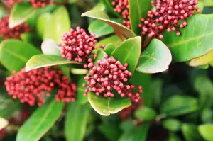 Skimmia Japonica Pěstování